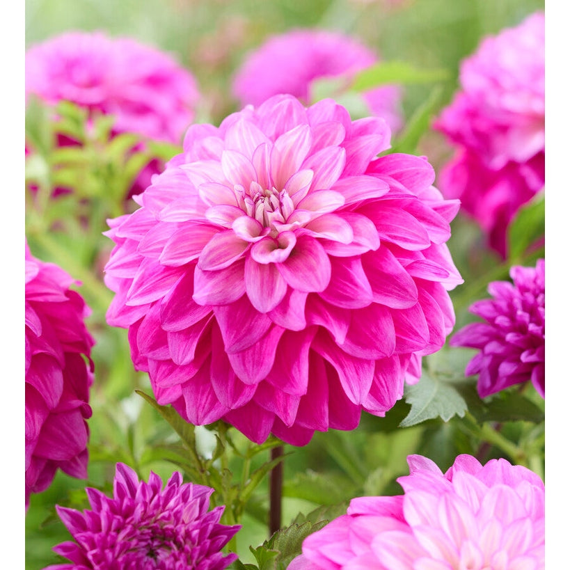 Dahlia Purple Balloon Dekorativ 1-pack NYHET